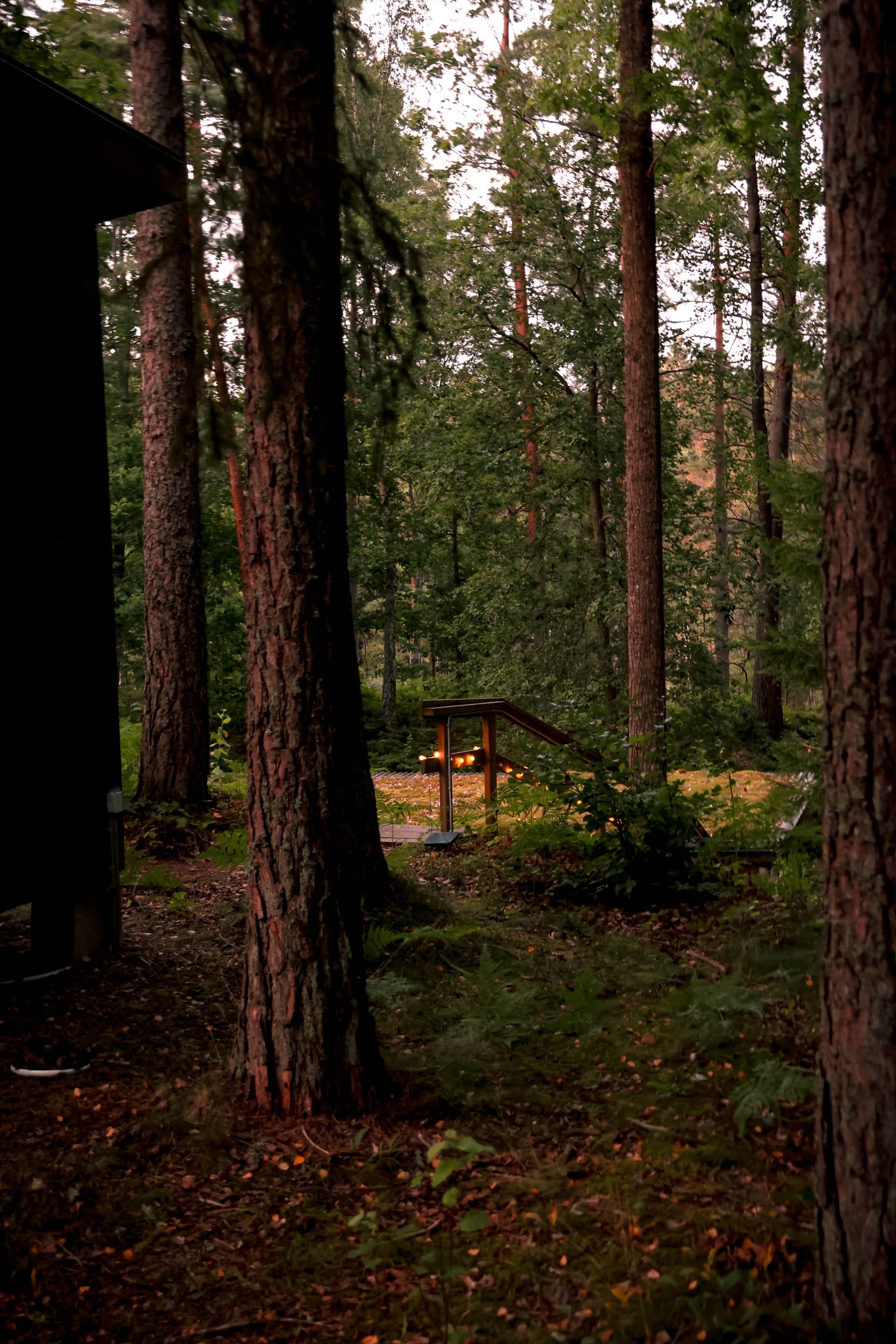 En bild i skogen med flera träd